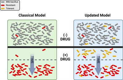 The evolving biology of Mycobacterium tuberculosis drug resistance